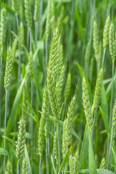 Genç yeşil buğday ile büyük alan. Yeşil buğday spikelets.