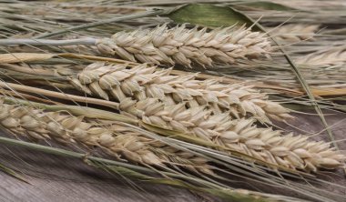 Ahşap bir arka plan üzerinde genç buğday Spikelets