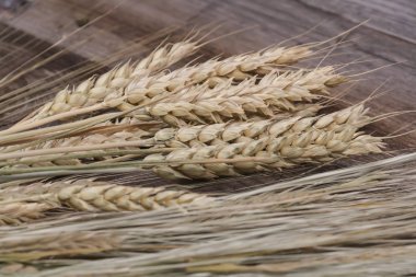 Ahşap bir arka plan üzerinde genç buğday Spikelets