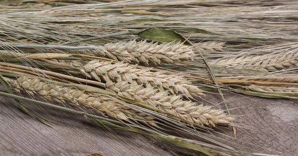 Épillets de jeune blé sur fond de bois — Photo