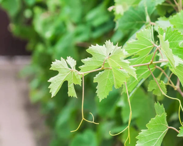 Las ramas de uvas verdes jóvenes con hojas —  Fotos de Stock