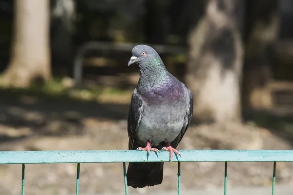 Ritratto di un piccione comune — Foto Stock