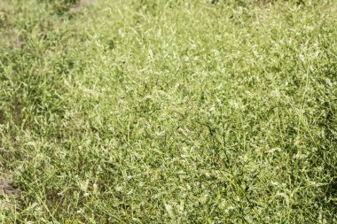 Yaz yaban çiçekleri, yeşillikler, parlak renkler, çiçekler çok 