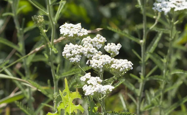 Letní kvítí, spousta zeleně, světlé barvy, květiny v — Stock fotografie