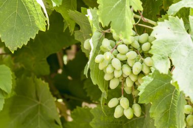 Yaprakları ile genç yeşil üzüm dalları