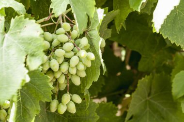 Yaprakları ile genç yeşil üzüm dalları