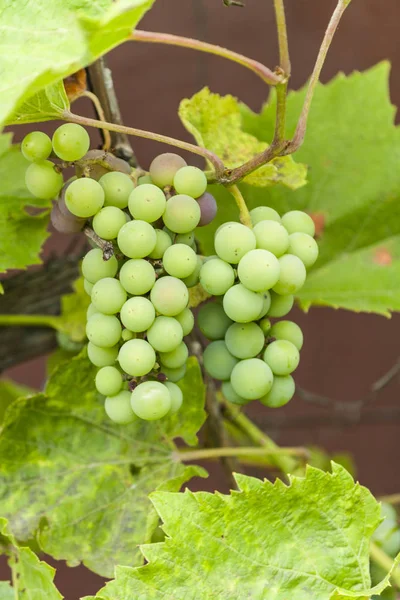 The branches of young green grapes with leaves — Stock Photo, Image