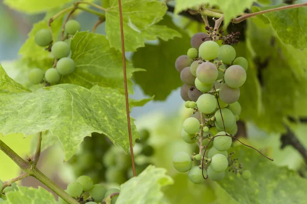 Yaprakları ile genç yeşil üzüm dalları