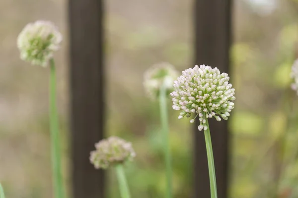 Letní kvítí, spousta zeleně, světlé barvy, květiny v — Stock fotografie