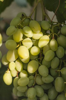 Yaprakları ile genç yeşil üzüm dalları