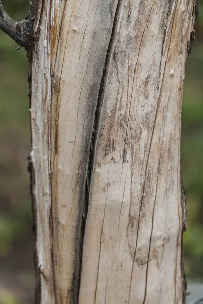 Árbol viejo, tronco seco, textura de corteza de árbol viejo — Foto de Stock