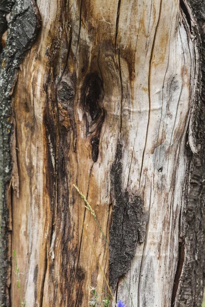 Старое дерево, сухой ствол, старая текстура коры дерева — стоковое фото