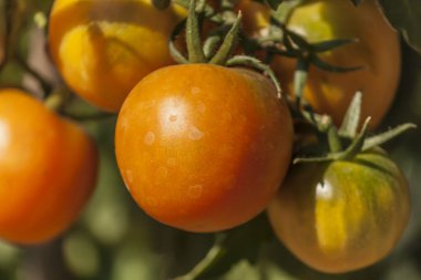 Bahçede taze yeşil domates, vejetaryenlik, natu hediyeler