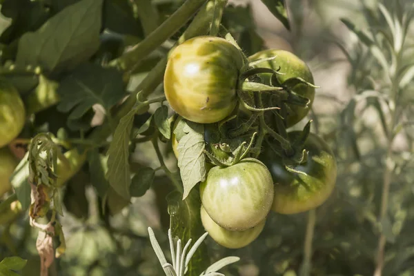 Tomates verdes frescos no jardim, vegetarianismo, presentes de natu — Fotografia de Stock