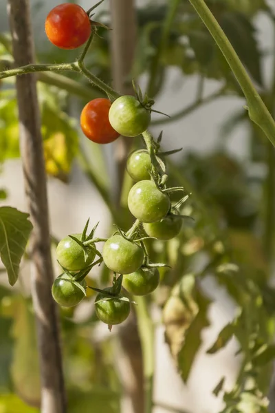 Tomates verdes frescos no jardim, vegetarianismo, presentes de natu — Fotografia de Stock