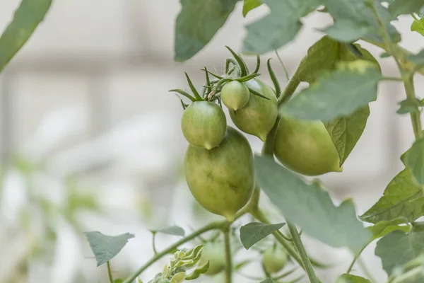 Свежие зеленые помидоры в саду, вегетарианство, дары Нату — стоковое фото