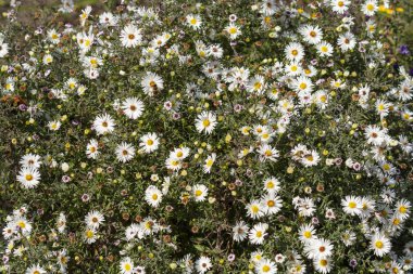 Parlak yaz kır çiçekleri çok sayıda