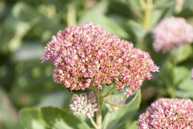 Parlak yaz kır çiçekleri çok sayıda