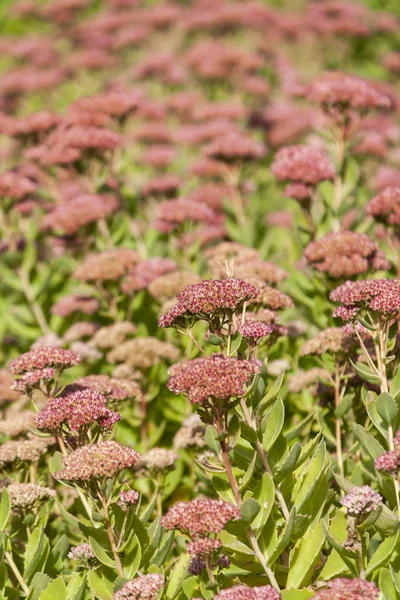 Un grand nombre de fleurs sauvages lumineuses d'été — Photo