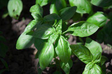 Bahçede büyüyen küçük yeşil domates yaprakları.