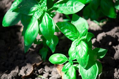 Bahçede büyüyen küçük yeşil domates yaprakları.