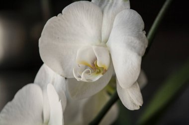 Büyük Beyaz Orkide Kapalı Beyaz Yapraklar