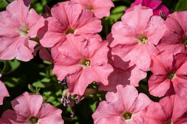 Duvardaki küçük kırmızı çiçekler