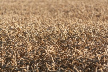 Sarı buğdaylı büyük tarla, büyük buğday taneleri