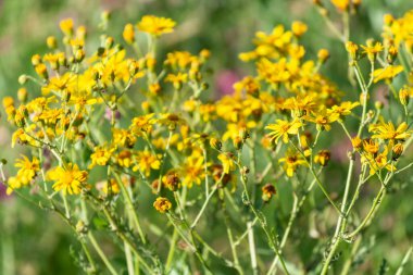 Yeşil çimenler üzerinde küçük sarı kır çiçekleri.