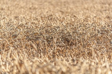 Sarı buğdaylı büyük tarla, büyük buğday taneleri