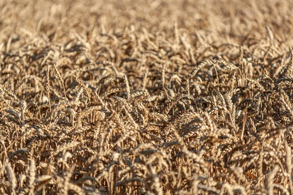 Velké Pole Žlutou Pšenicí Velká Zrnka Pšenice — Stock fotografie