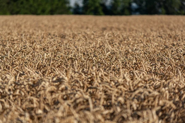 Большое Поле Желтой Пшеницей Большие Зерна Пшеницы — стоковое фото