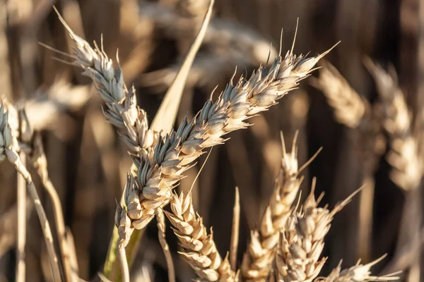 Grand Champ Blé Jaune Gros Grains Blé — Photo