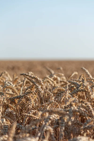 Grand Champ Blé Jaune Gros Grains Blé — Photo