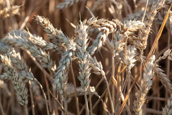 Grand Champ Blé Jaune Gros Grains Blé — Photo