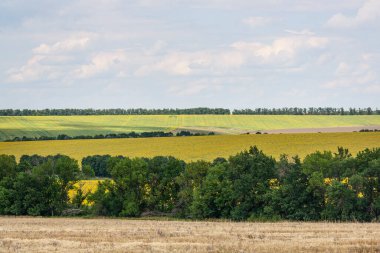 Güneşli bir günde hasattan sonra büyük buğday tarlaları