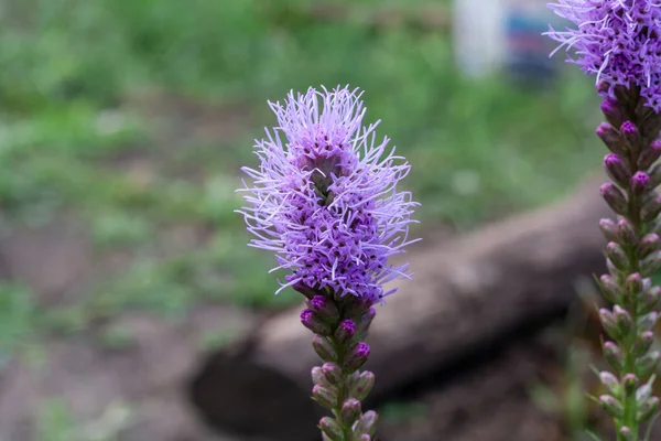 Flores Púrpuras Cerca Sobre Fondo Campo Verde — Foto de Stock