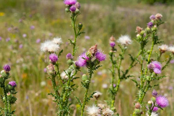 Flores Púrpuras Cerca Sobre Fondo Campo Verde — Foto de Stock