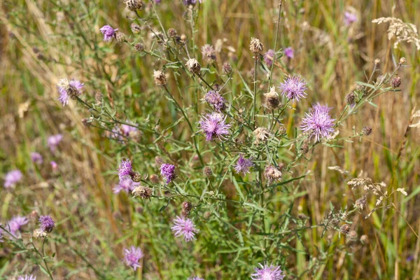 Flores Púrpuras Cerca Sobre Fondo Campo Verde — Foto de Stock