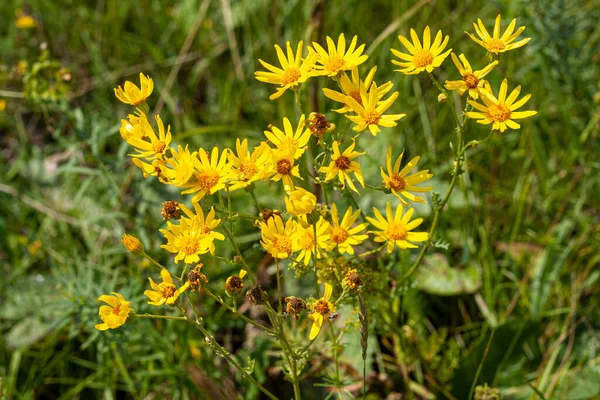 Flores Silvestres Amarillas Cerca Sobre Fondo Campo Verde — Foto de Stock