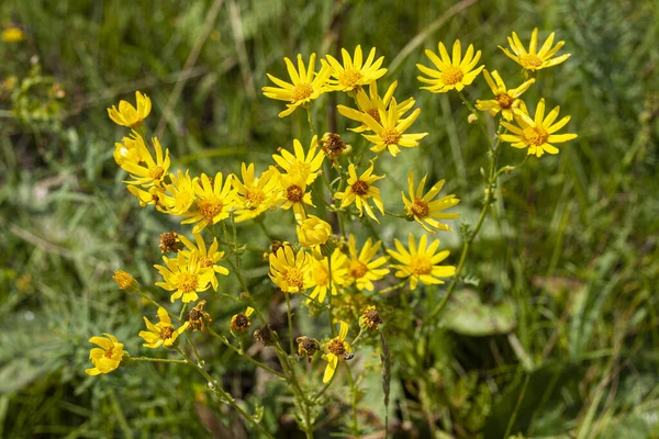 Yeşil Arka Planda Sarı Kır Çiçekleri — Stok fotoğraf