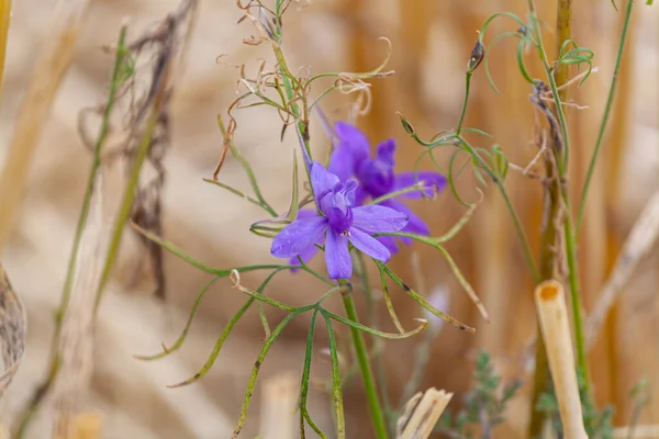 Flores Púrpuras Cerca Sobre Fondo Campo Verde — Foto de Stock