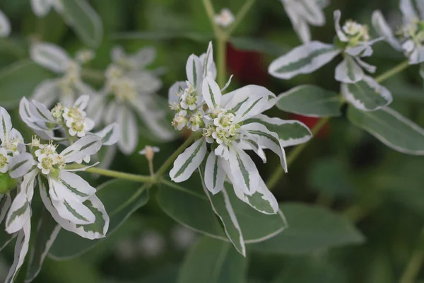 Nombreuses Petites Fleurs Roses Poussent Dans Jardin — Photo