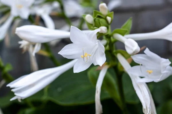 Belles Fleurs Blanches Aux Feuilles Vertes Poussent Près Dans Jardin — Photo