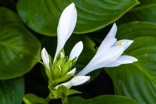 Belles Fleurs Blanches Aux Feuilles Vertes Poussent Près Dans Jardin — Photo