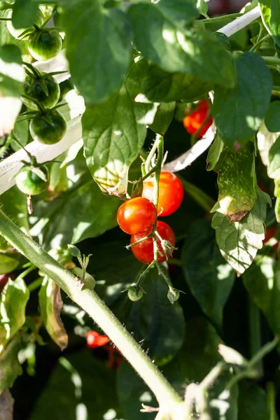 Pequenos Tomates Cereja Frescos Close Crescem Horta — Fotografia de Stock