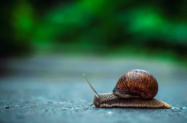 Snail Crawling Road — Stock Photo, Image