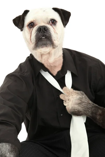 Perro Camisa Vestir Corbata Cuerpo Humano Sobre Blanco — Foto de Stock