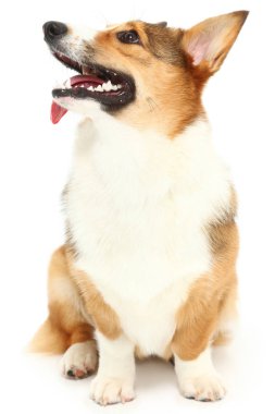 Dil asma üzerinde beyaz güzel mutlu Corgi.