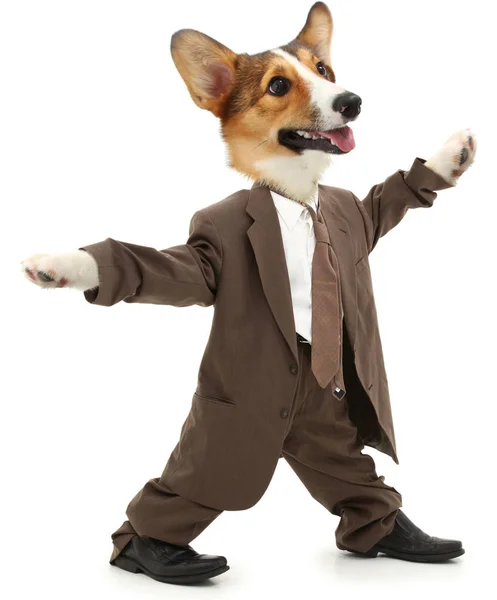 ダブダブのビジネス スーツで愛らしいコーギー実業家犬 — ストック写真